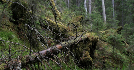 Villmarkspreget skog har store biologiske verdier 